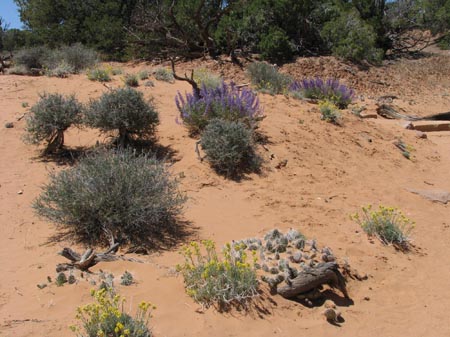 IMG_2181 Desert flowers