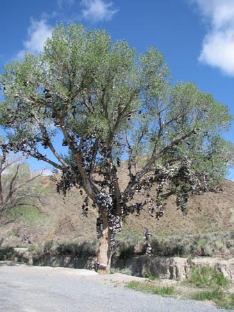 IMG_2494 the shoe tree