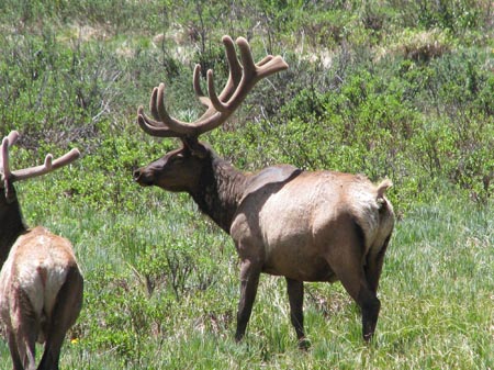 IMG_3793 Rocky Mountain Nat Park - elk