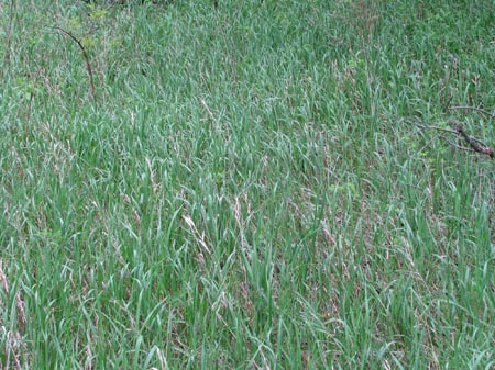 IMG_1318a Tallgrass Prairie Reserve