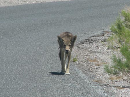 IMG_2905 photo coyote 